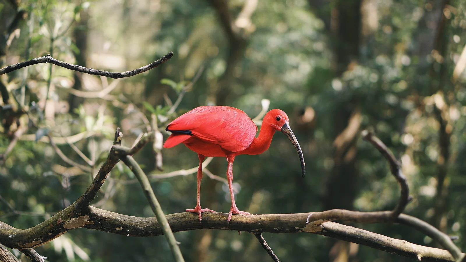 Guará-vermelho pousado em um galho; fotografia da espécie no Brasil
